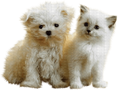 gala animals dog - ücretsiz png