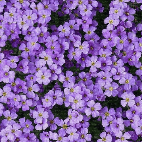 Violet purple flowers background [Basilslament] - Free PNG