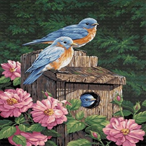 Bluebirds-RM - png grátis