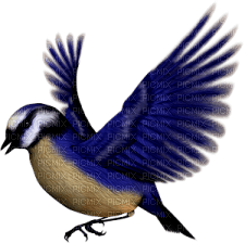 oiseau - nemokama png