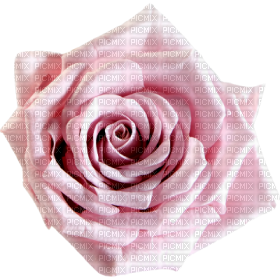 Rose - фрее пнг