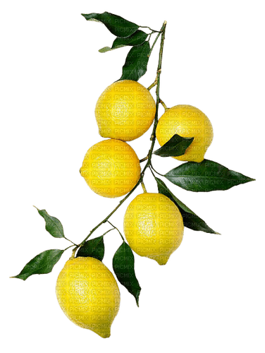 kikkapink lemon fruit deco png branch - png gratis