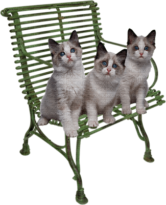 cats bp - PNG gratuit