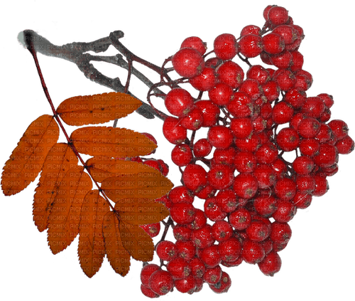 Autumn Berry - Free PNG