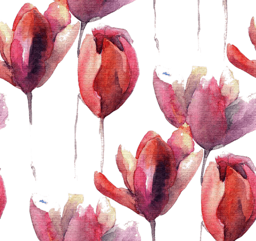 loly33 tulipe - бесплатно png