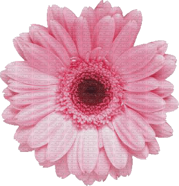 flor rosada - gratis png