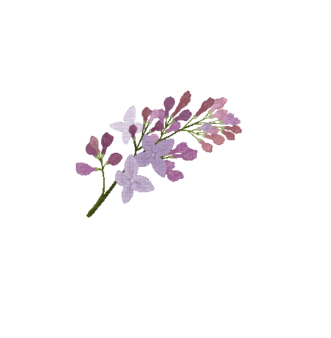 Fleur.Flower.Lilac.Lavande.gif.Victoriabea - Бесплатный анимированный гифка