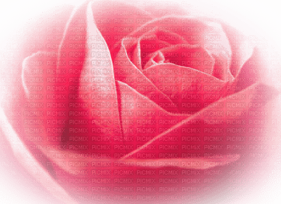 rose rose.Cheyenne63 - kostenlos png