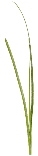 Grass green - Free PNG