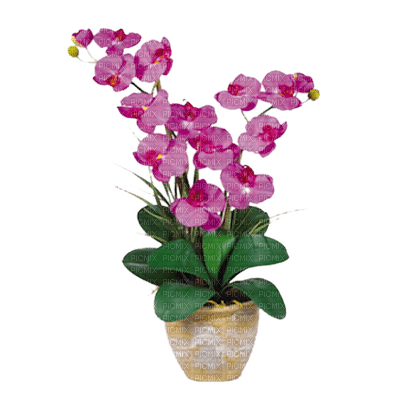 patymirabelle fleurs - png gratis