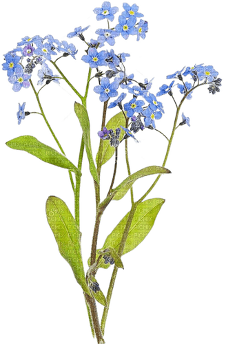 Blue.Flowers.Fleurs bleu clair.Victoriabea - 免费PNG