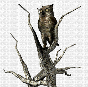 owl in tree - GIF animate gratis