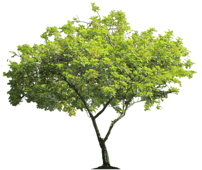 tree katrin - darmowe png