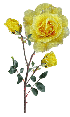 ruusu, rose, kukka, fleur, flower - фрее пнг