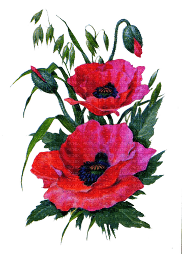 red poppies - nemokama png