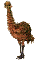 emu - Darmowy animowany GIF