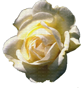 ROSE BLANCHE - Free animated GIF