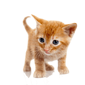 Kaz_Creations  Cats Cat Kittens Kitten - zadarmo png