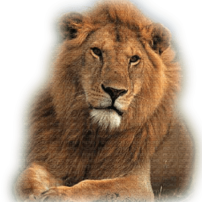 lion - zdarma png