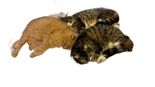 animalss cats nancysaey - бесплатно png