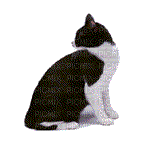 котик - Darmowy animowany GIF