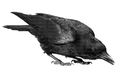 crow katrin - png grátis