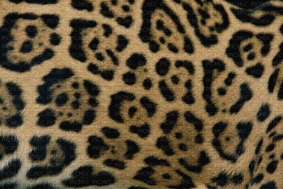 jaguar bp - png gratis