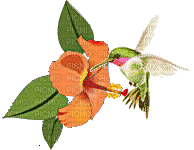 Hummingbird bp - Bezmaksas animēts GIF