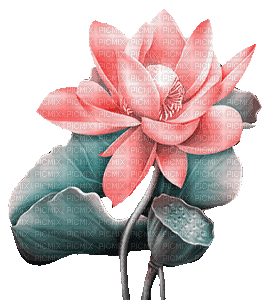 soave deco  animated  lilies pink teal - GIF animé gratuit