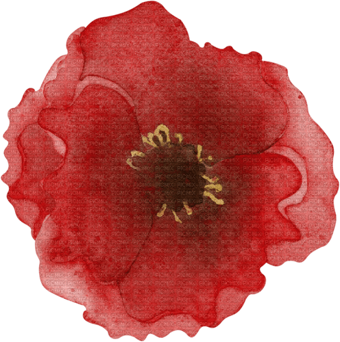 dolceluna red poppies poppy png tube - darmowe png
