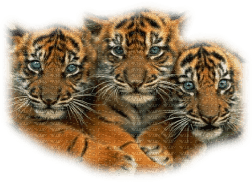 tigre - bezmaksas png