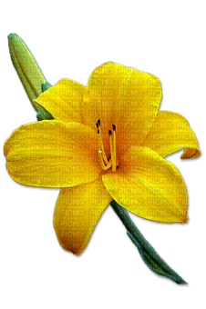 kikkapink deco scrap flower lily vintage spring - бесплатно png