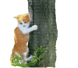 CAT - GIF animasi gratis