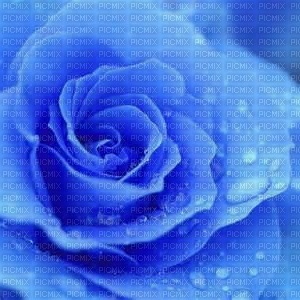 rose bleu - bezmaksas png