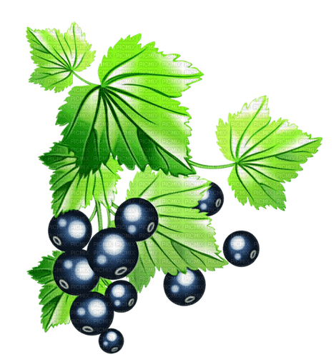 blackcurrant Bb2 - Free PNG