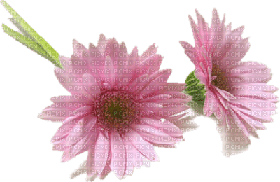 pink flowers, sunshine3 - png ฟรี