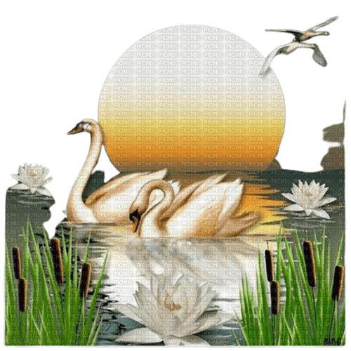 cisne swan cygne Rosalia73 - zdarma png