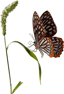 All  my butterflys - gratis png