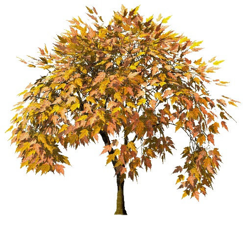 Àrbol de otoño - Kostenlose animierte GIFs
