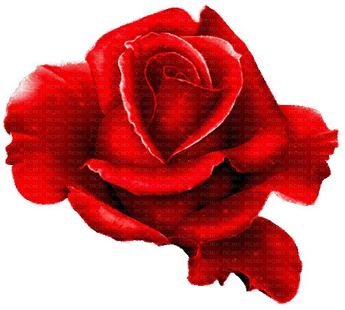 red rose by nataliplus - Бесплатный анимированный гифка