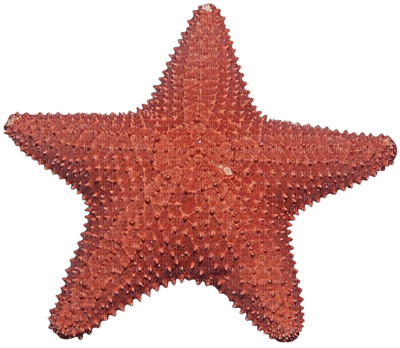 Kaz_Creations Starfish - bezmaksas png