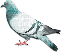 soave deco bird dove pigeon black white - gratis png