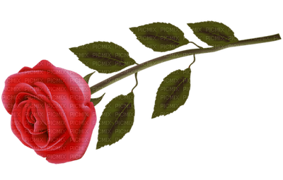Red rose - png gratuito