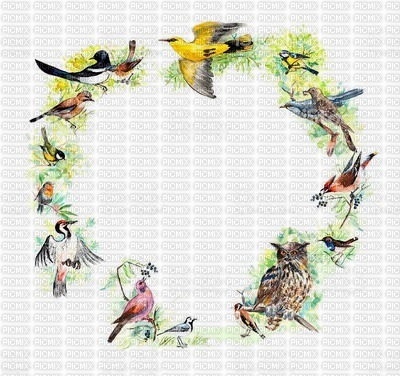 bird frame - kostenlos png