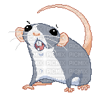 rat souris/ HD - Бесплатный анимированный гифка
