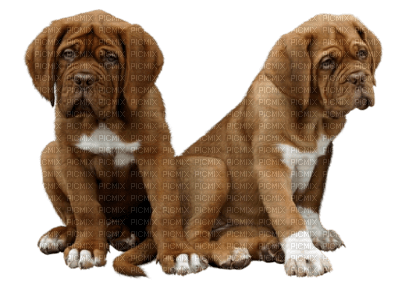 cecily-chiens - 免费PNG