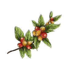 Coffee Fruit - Bogusia - δωρεάν png
