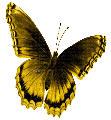 Y.A.M._Summer butterfly yellow - GIF animado gratis