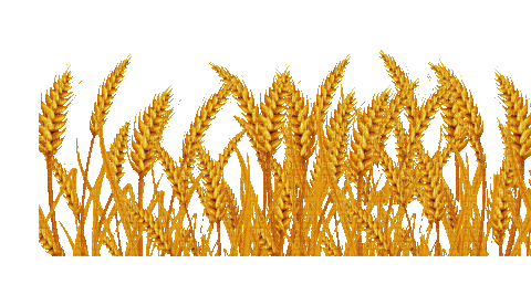 Wheat.Blé.Trigo.gif.Victoriabea - 無料のアニメーション GIF