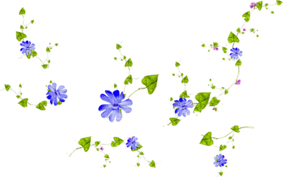Blumen - nemokama png